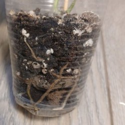 Монстера amybrium zippelanum fish bone variegata - фото 2