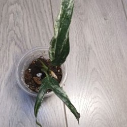 Монстера amybrium zippelanum fish bone variegata - фото 3