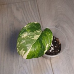 Монстера amybrium zippelanum fish bone variegata - фото 4