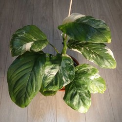 Монстера amybrium zippelanum fish bone variegata - фото 6