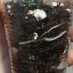 Монстера amybrium zippelanum fish bone variegata - фото 8