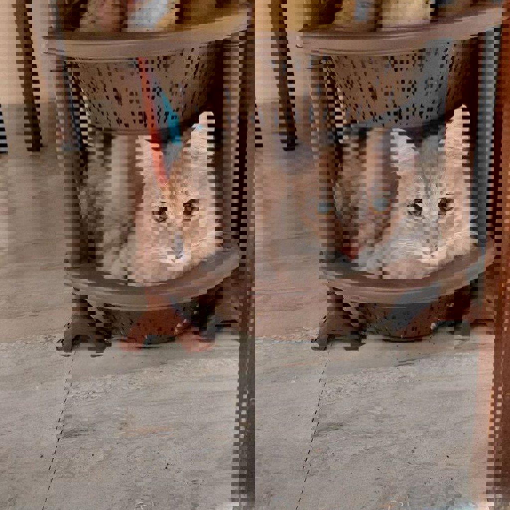 Потерянный кот