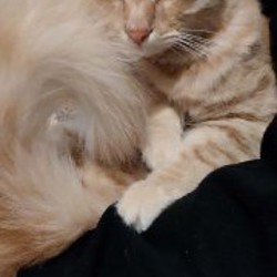 Потерянный кот - фото 2