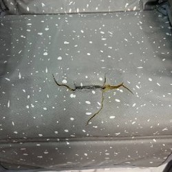 Стульчик для кормления - фото 4