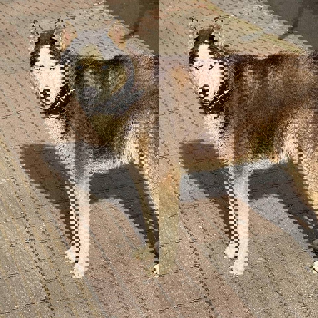 Найдена собака