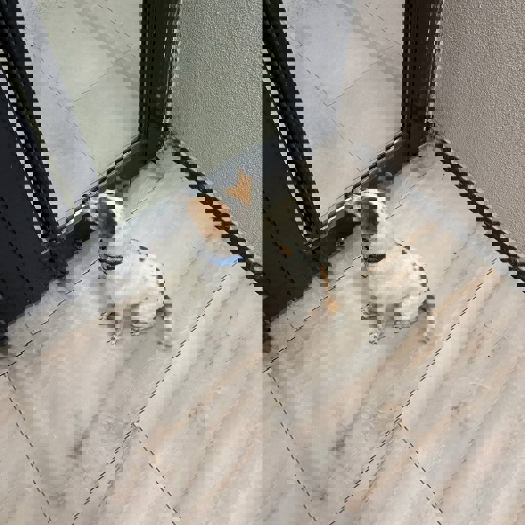 Собака Джек Рассел