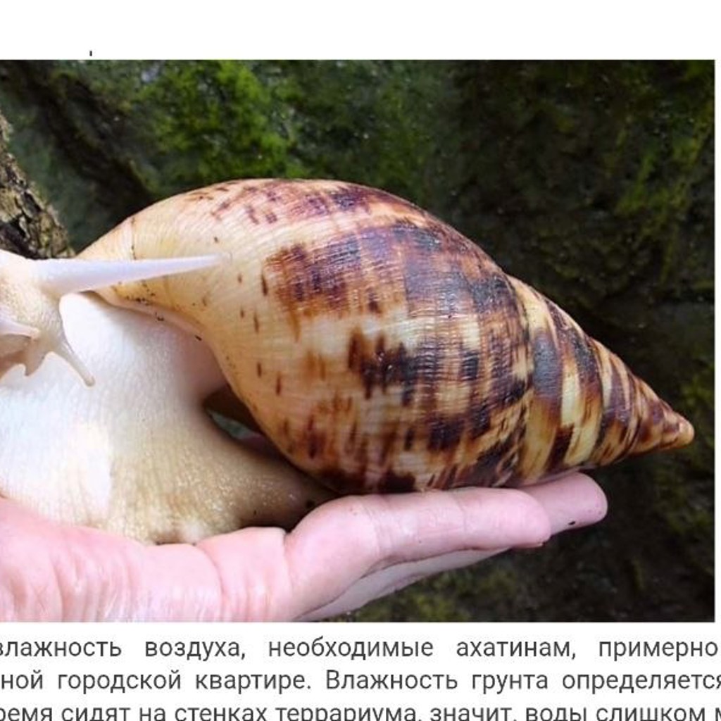 Улитята ахатины ретикулята альбино