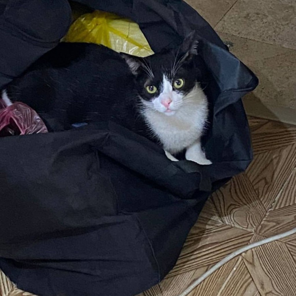 Потерянная кошка