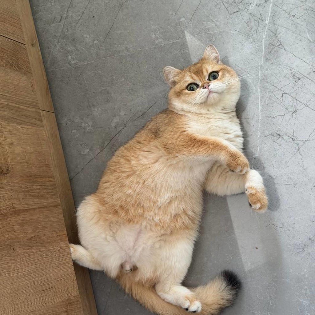 Потерявшийся кот