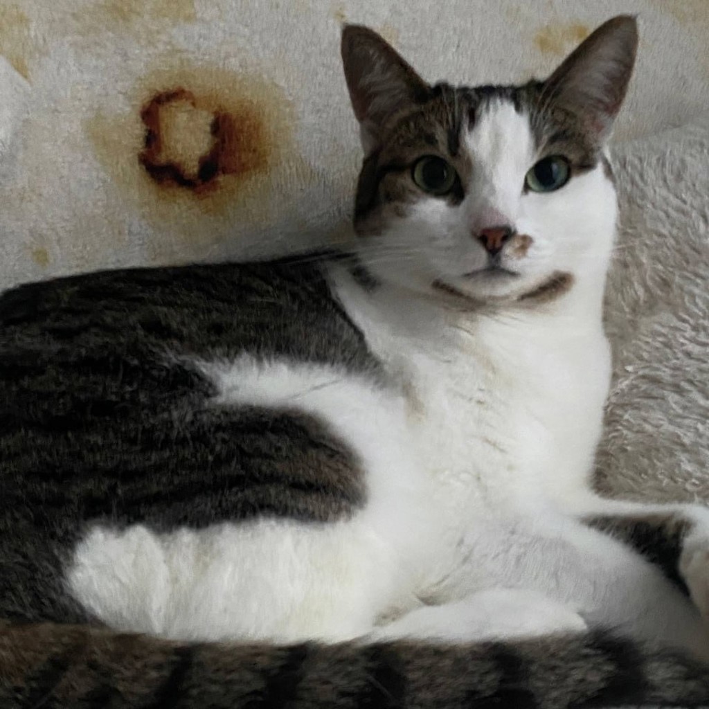 Кошка Чарли