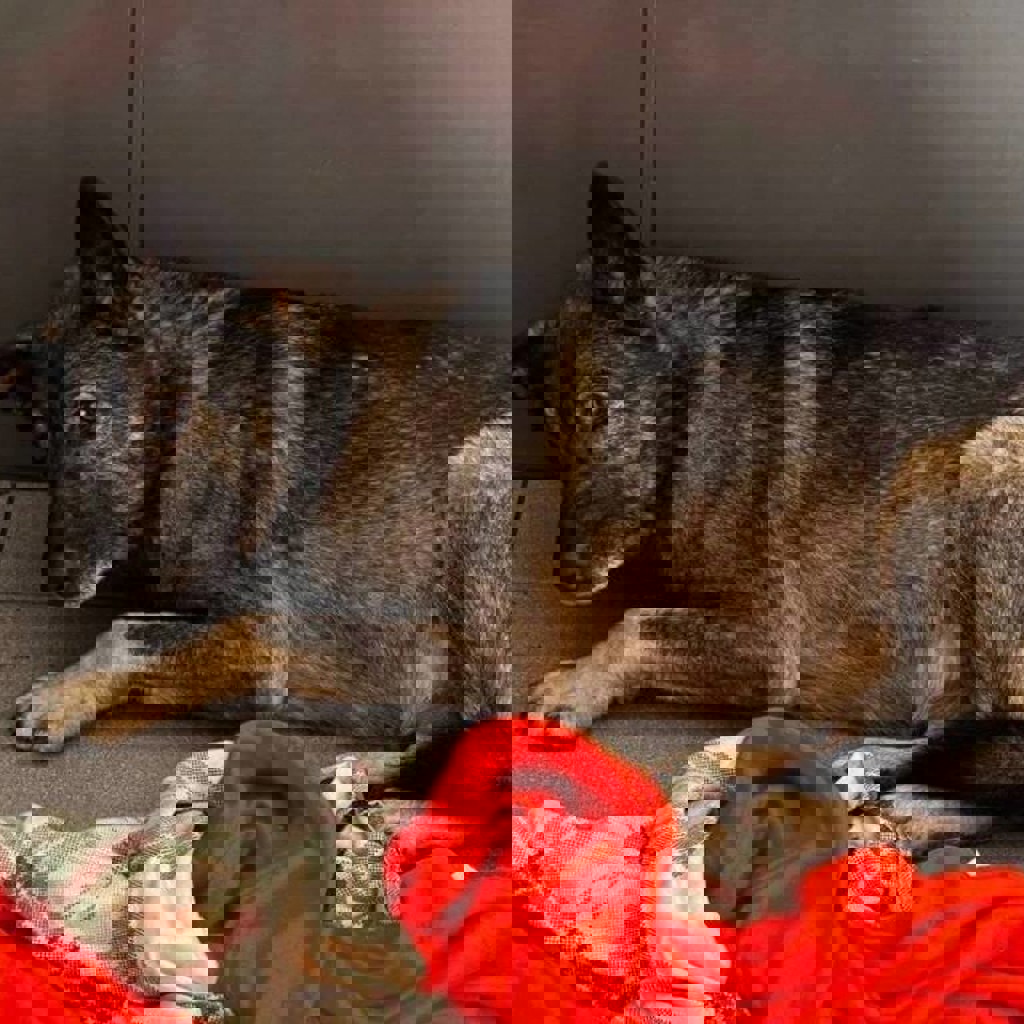 Программа помощи приютам