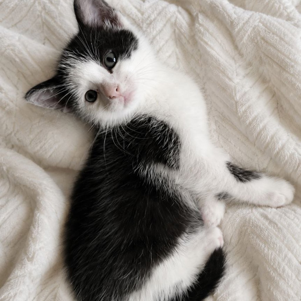Котёнок