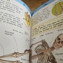 Энциклопедия 'Тело Человека' - фото 4