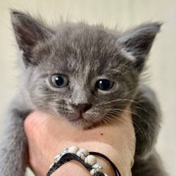 Котята - фото 2