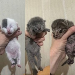 Котята - фото 3