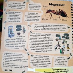 Мир насекомых - фото 6