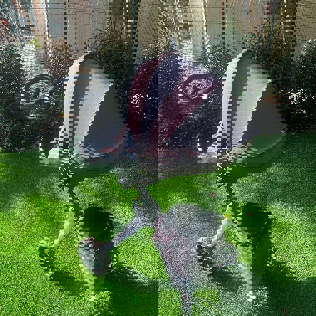 Коляска Stokke Xplory