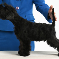 Щенки черного цвергшнауцера . - фото 2