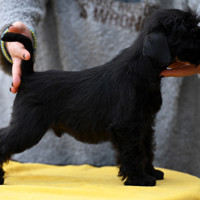 Щенки черного цвергшнауцера . - фото 3