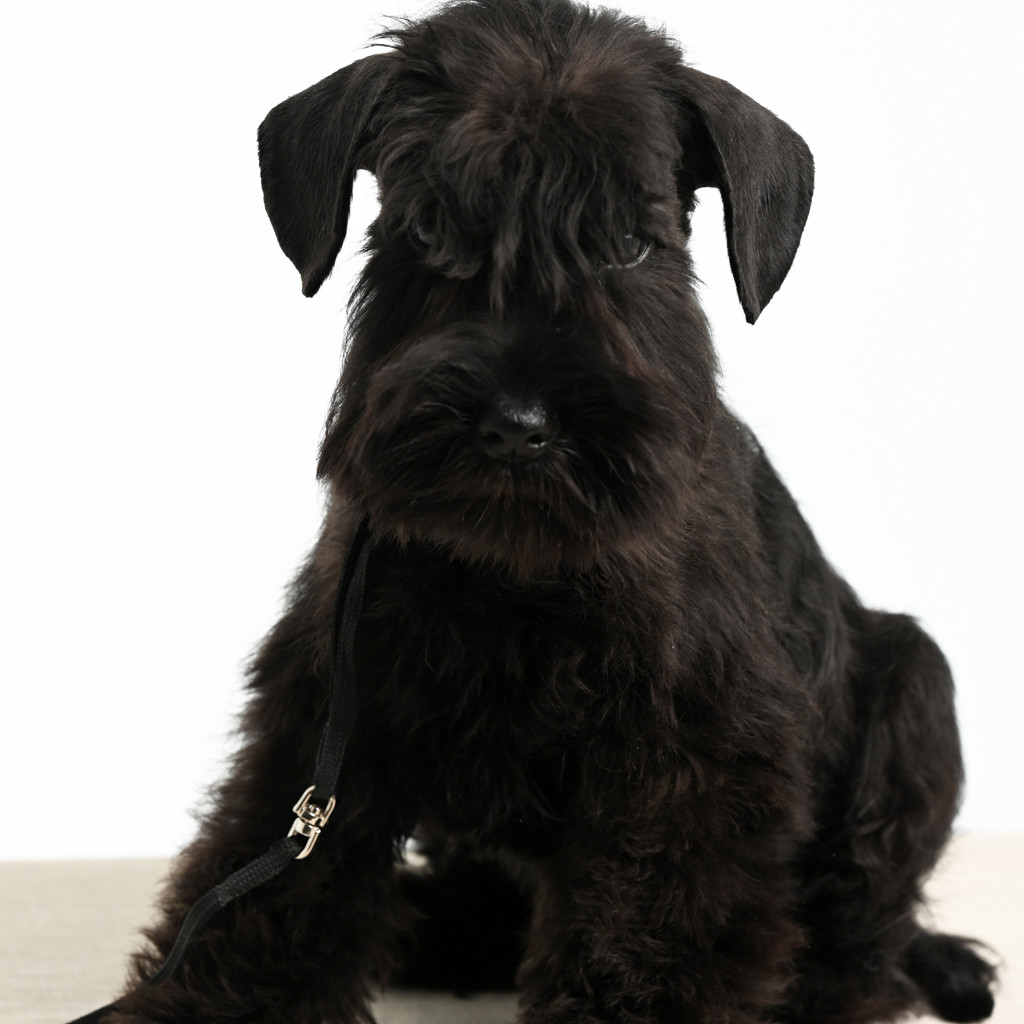 Щенки черного цвергшнауцера .