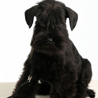 Щенки черного цвергшнауцера . - фото 1